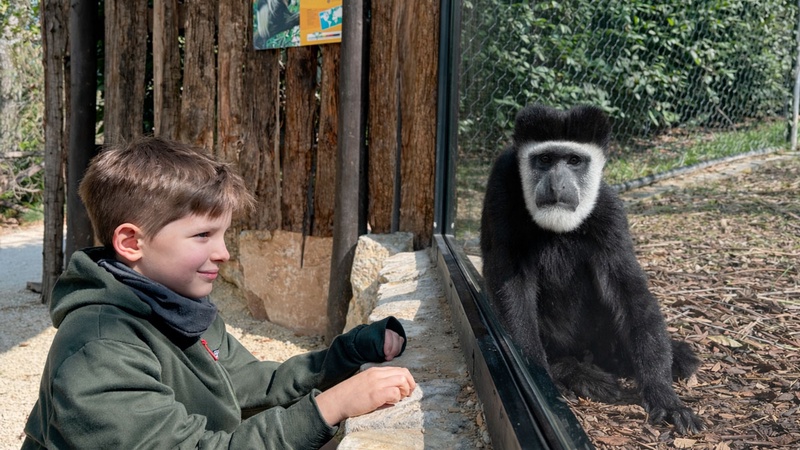  Guereza - Parco Zoo Falconara a Falconara Marittima 